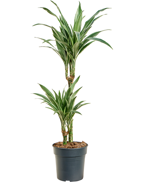 Dracena