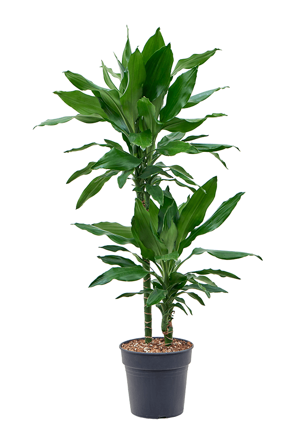 Dracaena Fragrans Burundii