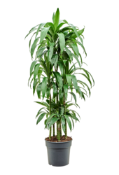 Dracaena Fragrans Janet Craig