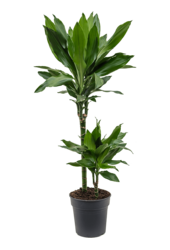 Dracaena Fragrans Janet Lind