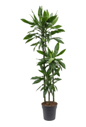 Dracena Fragrans Janet Lind