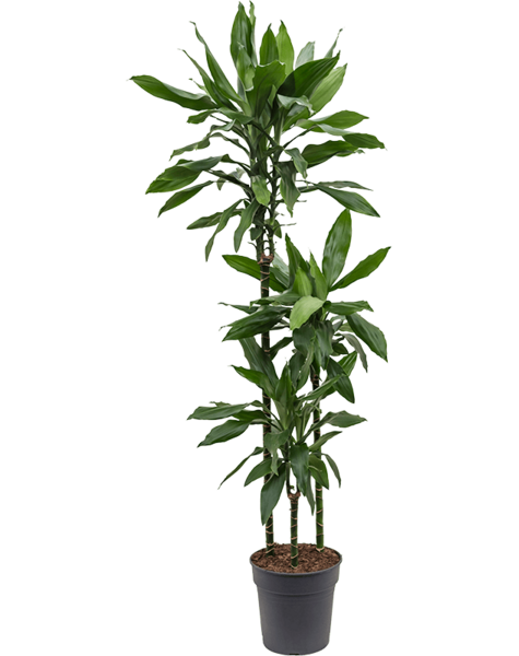 Dracena
