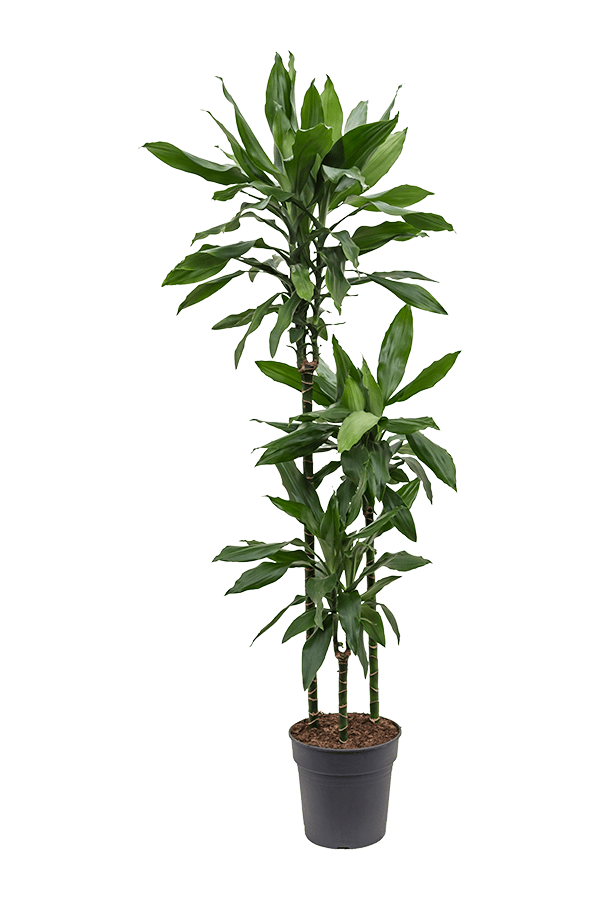 Dracena Fragrans Janet Lind