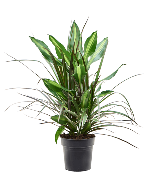 Dracaena