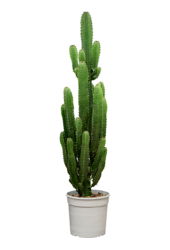 Wilczomlecz Acrurensis