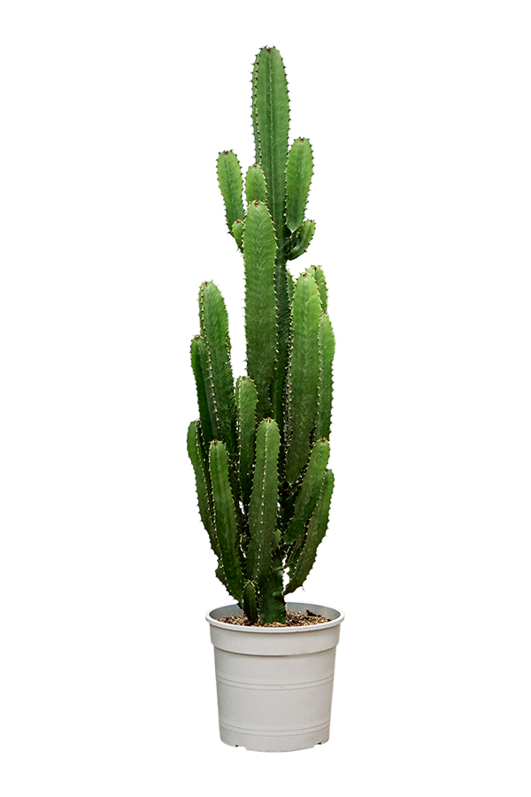 Wilczomlecz Acrurensis