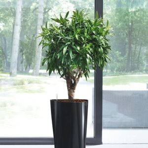 Rośliny hydroponiczne