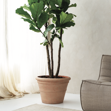 Duże rośliny doniczkowe