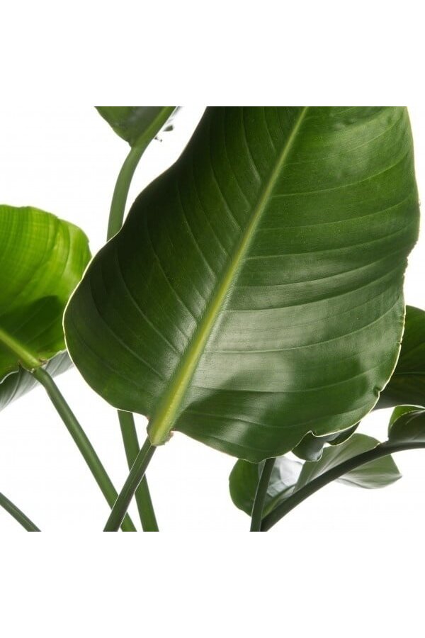 Strelicja Nicolai 150-160