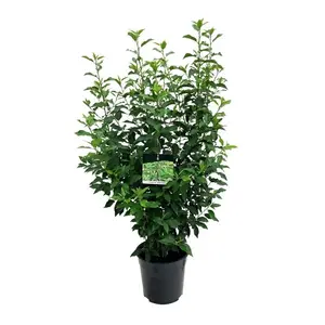 Prunus