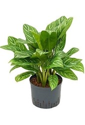 Hydroplant Aglaonema w paski - Wyprzedaż