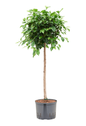 Hydroplant Fikus Microcarpa ‘Nitida’ - Sprzedaż