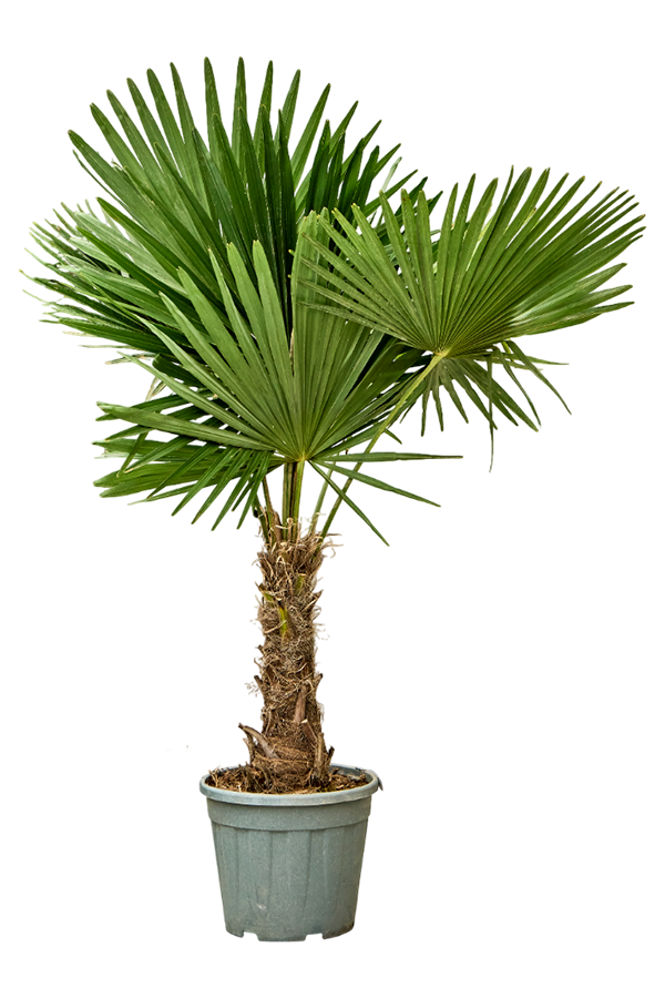 Trachycarpus palma wachlarzowa M