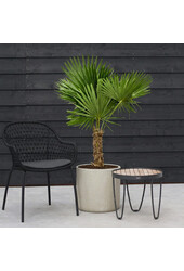 Trachycarpus palma wachlarzowa M