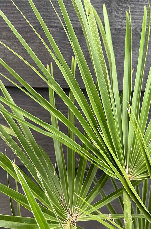Trachycarpus palma wachlarzowa M