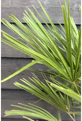 Trachycarpus palma wachlarzowa M