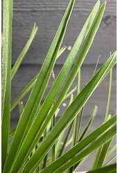 Trachycarpus palma wachlarzowa M