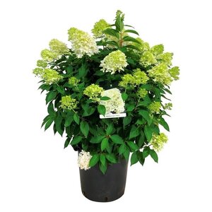 Hortensja Hydrangea