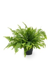 Paproć Kręcona Green Lady S