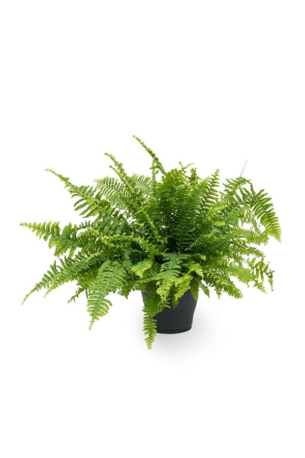 Paproć Kręcona Green Lady S