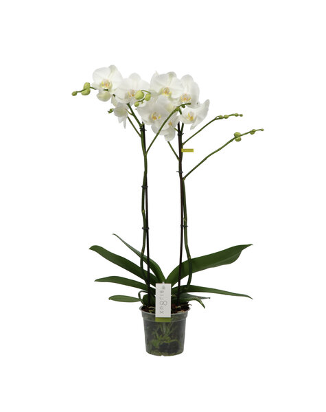 Phalaenopsis