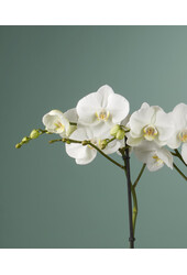 Orchidea Bijoux Chrystal
