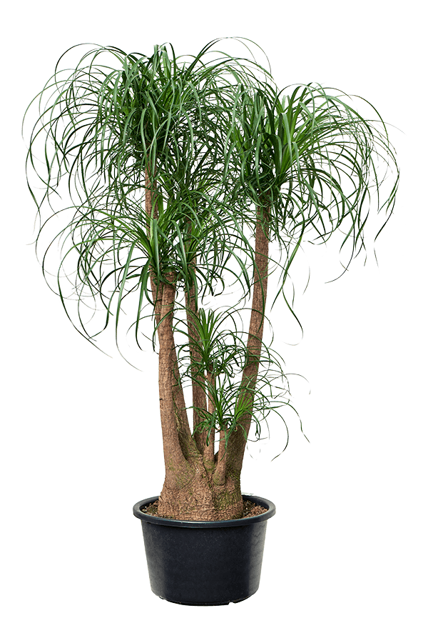 Beaucarnea Butelkowiec rozgałęziony XXL