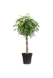 Schefflera pleciona wielobarwna XL