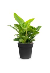 Filodendron Imperialny Zielony M