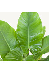 Filodendron Imperialny Zielony M