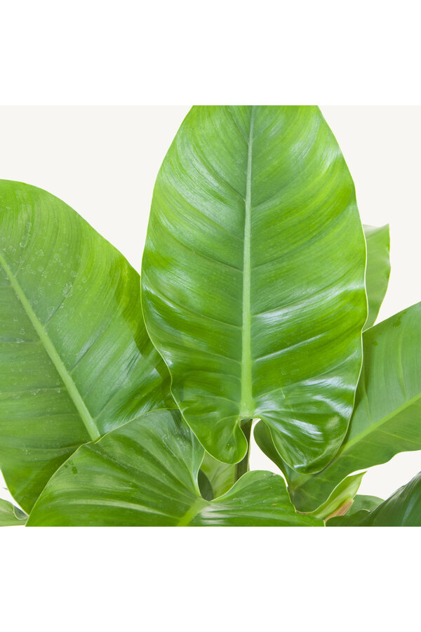 Filodendron Imperialny Zielony M