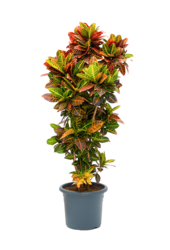 Kroton Cudowny Krzew XXL