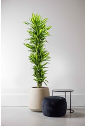 Dracena Cintho rozgałęziona XXL