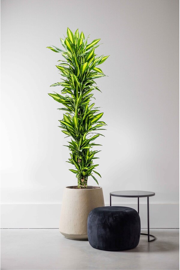 Dracena Cintho rozgałęziona XXL