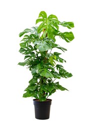 Monstera Dziurawa roślina na paliku z mchu XL