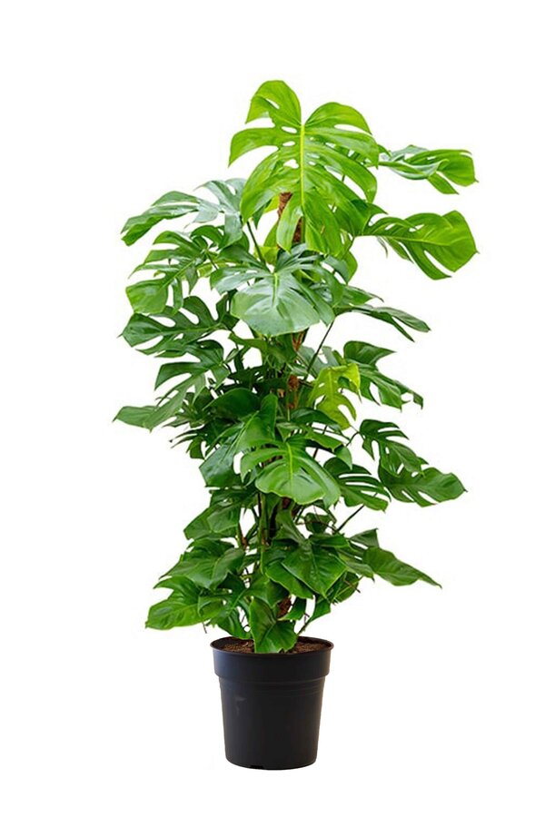 Monstera Dziurawa roślina na paliku z mchu XL