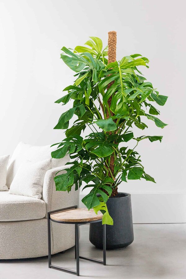 Monstera Dziurawa roślina na paliku z mchu XL