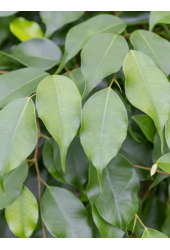 Ficus microcarpa nitida