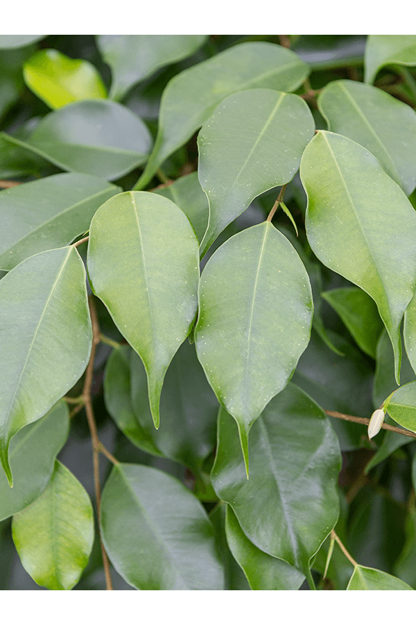 Ficus microcarpa nitida