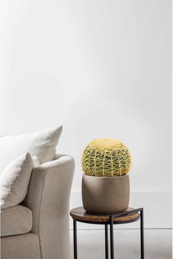 Echinocactus L