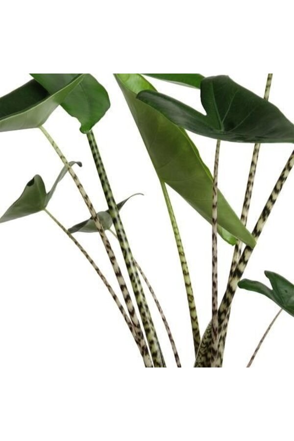 Alocasia Zebrina