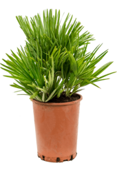 Chamaerops Vulcano S