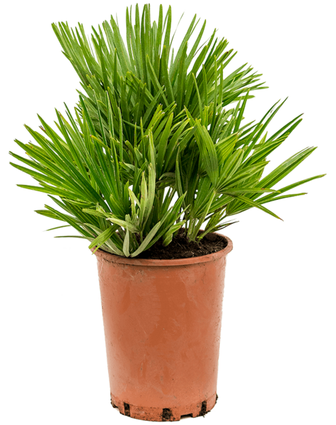 Chamaerops