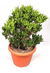 Crassula Horntree XL