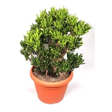 Crassula