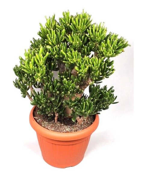 Crassula