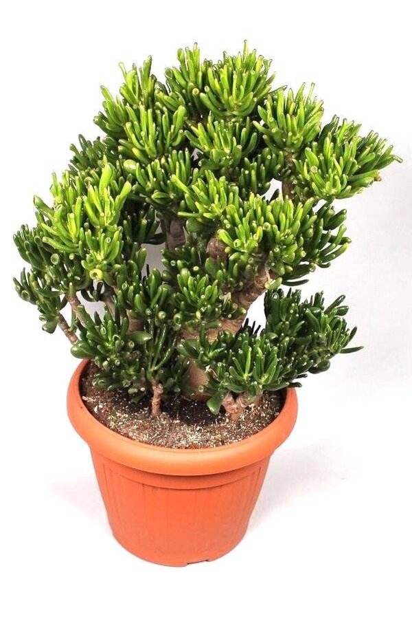 Crassula Horntree XL