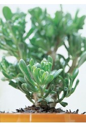 Crassula Horntree XL