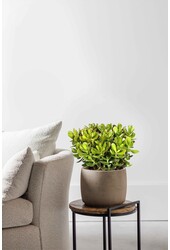 Crassula Ovata M