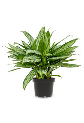 Aglaonema Maria Christina